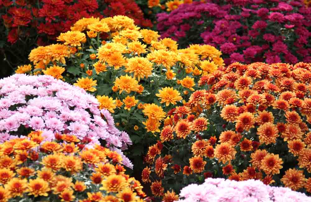 Chrysanthemum